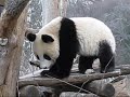 Fu Long in action (part I)