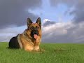 Kurdischer Schäfer Hund K9 is Kurdish Dog and not GERMAN