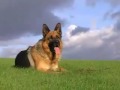 Kurdischer Schäfer Hund K9 is Kurdish Dog and not GERMAN