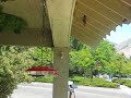 Hummingbirds Fighting Hummingbirds Fighting