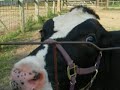 Feed A Cow