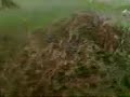 Hedge Jump