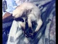 LA LILA PACHORRA DESPUES DE DESPERTAR MIENTRAS YO ESTUDIO