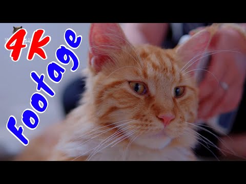 Những Cảnh Quay Đẹp Chất Lượng 4K Về Hoàng Thượng Mèo Tập 6