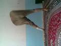videos de new kordi