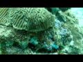The search for peyssonnelioid red algal crusts in the Zapatillas, Bocas del Toro, Panama