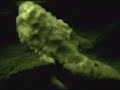 Connecticut Video