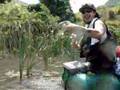 「Gangsta Fishing」DJ☆GO IN 淡路島 FROG ブッシュマンで一撃!!