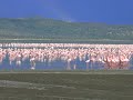 7391_Flamingo