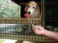 Beagles Eating Watermelon