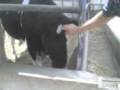 videos de TORO SUPER BRAVO TIM