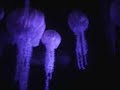 cmi-the-seas-with-nemo-and-friends.html