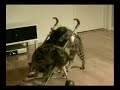 IKEA CATS ???????CF