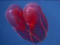 Bloodybelly Comb Jelly