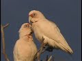 Long-billed Corella pair preening at dawn