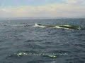 Fin whales migrating - Rorcuales común migrando Fin whales migrating - Rorcuales común migrando