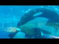 KILLER WHALE ORCA MOTHER Kalina & BABY Malia AT SEAWORLD ORLANDO FLORIDA PART 1 OF 4 SEA WORLD SHAMU