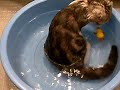 Katzenbadetag