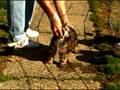 videos de Diablo moving