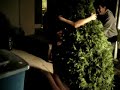 Old Maid - Hug wet tree-no shirt-no pants-sprinkle-fan