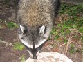 Baby Raccoons