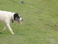 Working Dogs