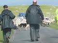 Working Dogs