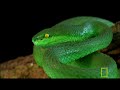 Deadly Venomous Viper