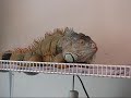 Woody update3