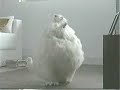 Morbidly Obese Cat