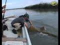 world largest crazy catfish
