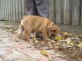 videos de Baxter on the driveway