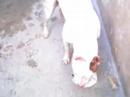 MEU BB BRANKINHO BINKANDO.. RS