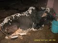 abdul aziz cows.wmv
