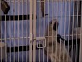 Prison Break ?????? ??????