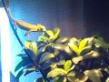 videos de chameleon eating a cricket
