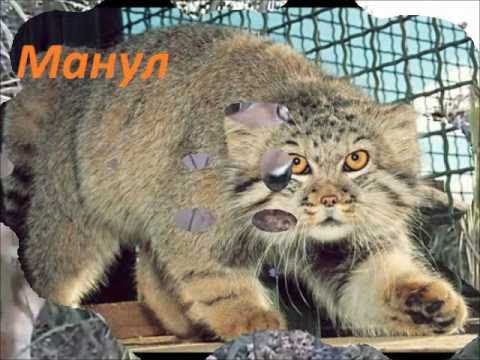 8 самых интересных диких кошек