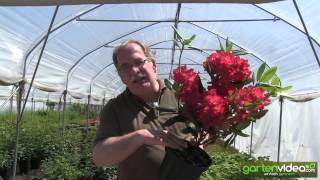 Rhododendron Hybride Busuki 