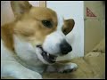 Goro@Welsh corgi 20070412 bone Goro@Welsh corgi 20070412 bone