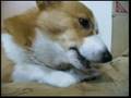 Goro@Welsh corgi 20070412 bone