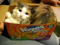 videos de KITTY IN A BOX