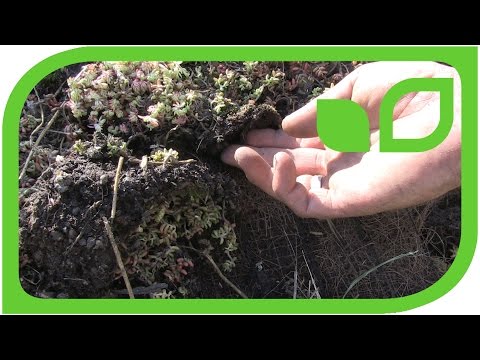 how to plant sedum