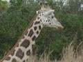 Florida: Disney Animal Kingdom Florida: Disney Animal Kingdom