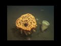 animales de las profundidades