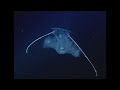 animales de las profundidades