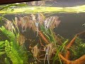 altum peru feeding time, fish tank altum peru feeding time, fish tank