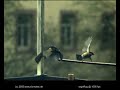 birds ultra slow-motion birds ultra slow-motion