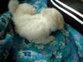 Bichón Frisé video