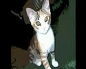 Jelous Guy John Lennon Cover -Dedicated to my Cat