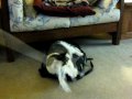 My cat Groucho, Part 2.